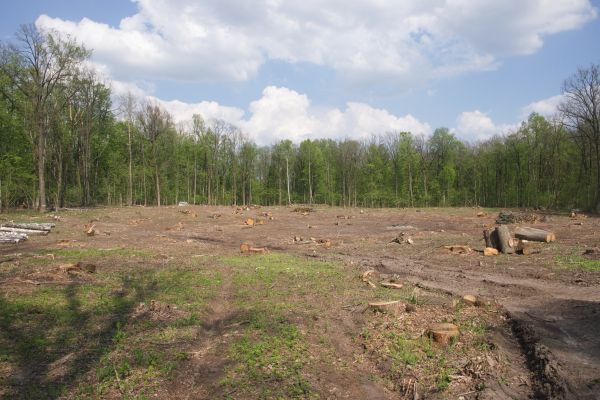 Pasture Clearing in Hickory